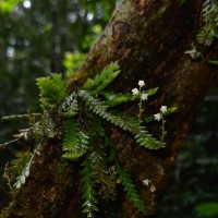 Podochilus saxatilis Lindl.